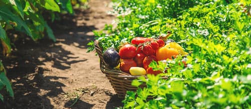 Discover Your Urban Food Forest